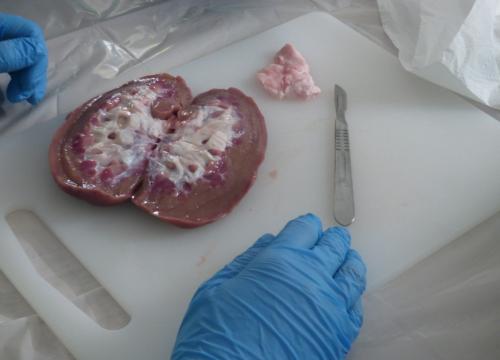 Anatomia w pigułce