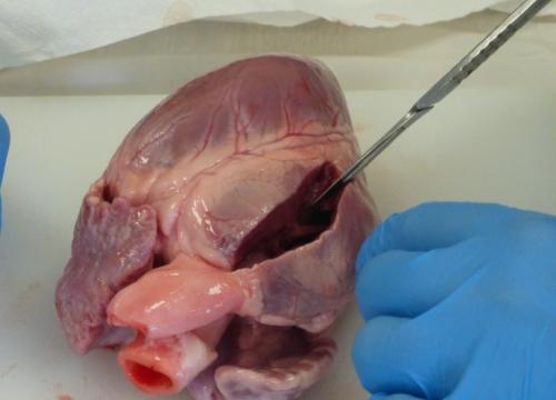 Anatomia w pigułce