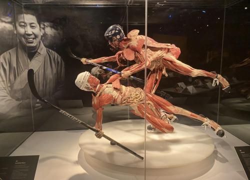 Body Worlds & The Cycle of Life