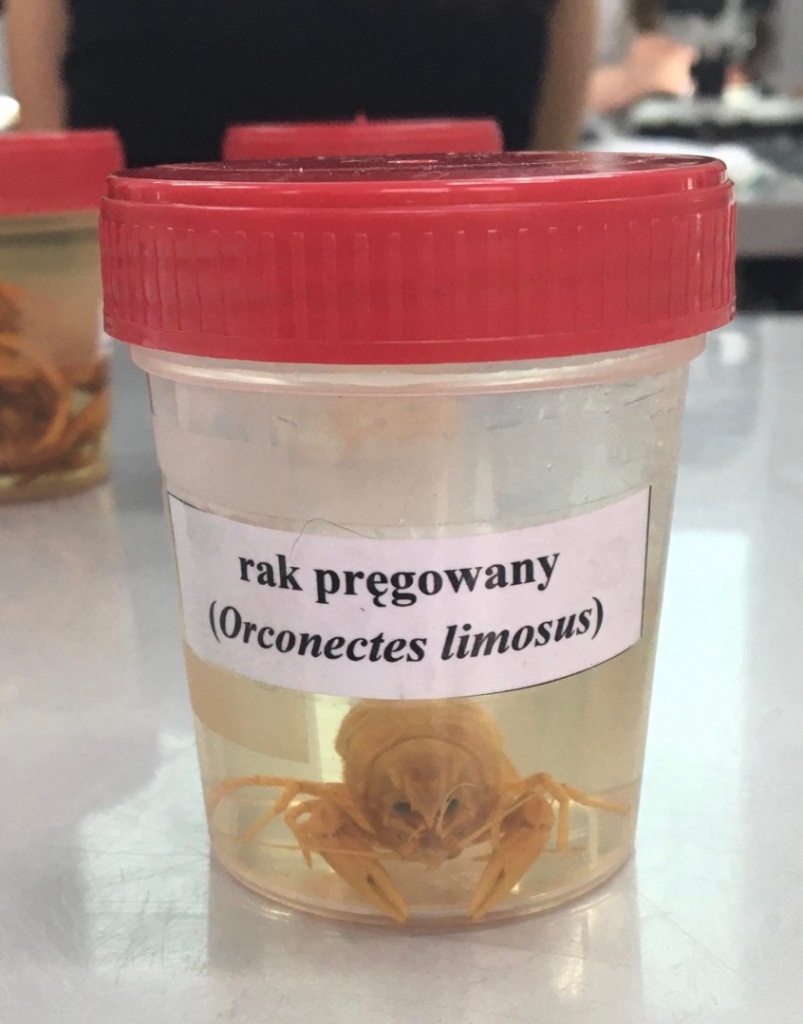 Biol-chem na Uniwersytecie Śląskim